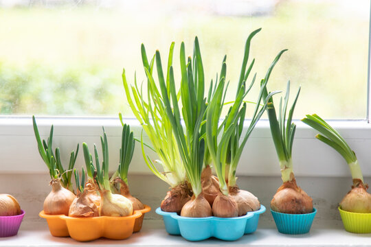 Chives grow in a pot on the windowsill. Eco green sustainable living,zero waste, plastic free,world food day, responsible consumption.