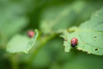 Colorado beetle (Leptinotarsa decemlineata) larva eating leaf of potato plant. Close-up of insect pest causing huge damage to harvest in farms and gardens.