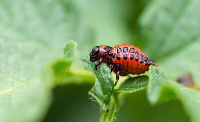 Colorado beetle (Leptinotarsa decemlineata) larva eating leaf of potato plant. Close-up of insect pest causing huge damage to harvest in farms and gardens