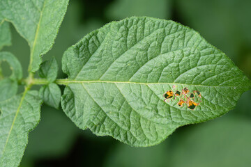 Leaf of potato plant with eggs of Colorado beetle (Leptinotarsa decemlineata) visible through holes. Close-up of insect pest causing huge damage to harvest in farms and gardens