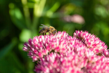 Closeup of a bee enjoying the The star-shaped pink flowers - Fette Henne .