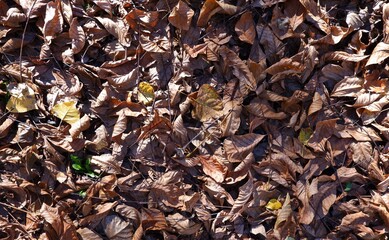 Fondo otoñal con hojas