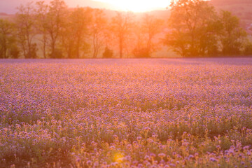 Beautiful phacelia field at sunset time, back light, romantic scene, landcape image.