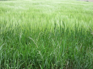 green wheat field