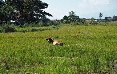 A cow lying on the green field