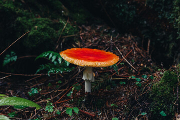 Close up view of poisonous mushroom