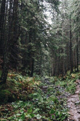 Beautiful landscape in the Carpathians