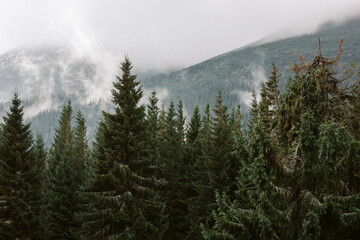 Beautiful landscape in the Carpathians