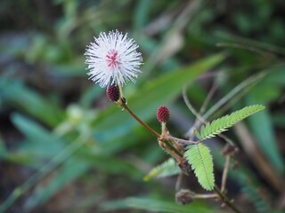 Dazzling wind purple flower in the forest 