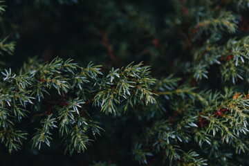 Close up view of green pine branch