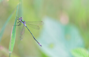 Amazing closeup of Common Blue Damselfly (Enallagma cyathigerum) resting oon a green leaf in the natural environment.