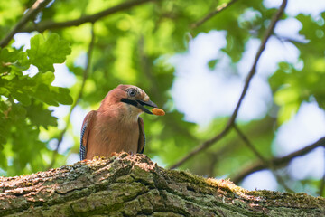 Close-up portrait of bird Eurasian Jay, Garrulus glandarius, sitting on old tree stump.