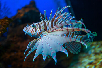 Lionfish or Lion Fish in aquarium