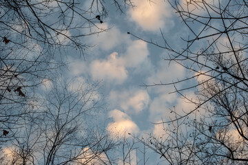 Blue sky and puffy clouds seen from a low angle view through bare tree branches. Natural light with excellent copy space