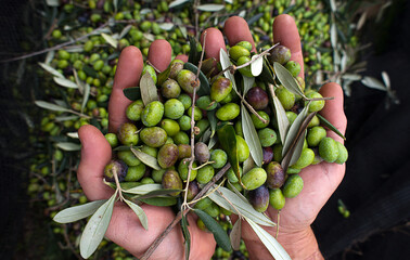 olive in hand
