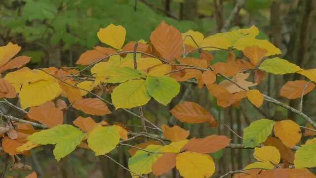Feuilles d'automne