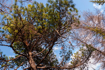 Obraz premium Green forest with pines and spruces with big needles on the background with blue sky. Bright summer day. Bottom view of tree crowns