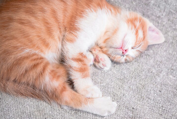 Fototapeta na wymiar A charming cat with a pink nose has closed its eyes and is resting on a blanket. Cute little home-made red striped kitten is sleeping sweetly on a light bedspread.