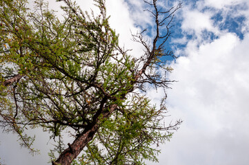 Green forest with pines and spruces with big needles on the background with blue sky. Bright summer day. Bottom view of tree crowns