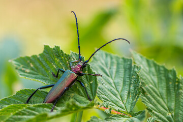 Moschusbock (Aromia moschata)