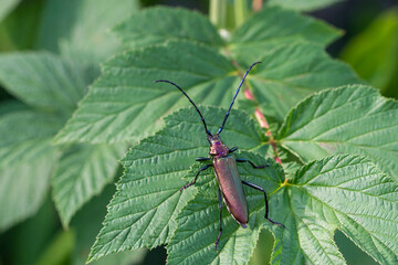 Moschusbock (Aromia moschata)