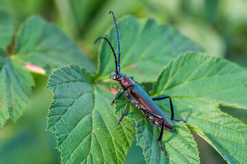 Moschusbock (Aromia moschata)
