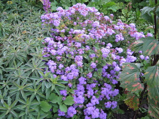 Ageratum. Beautiful lilac flowers