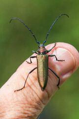 Moschusbock (Aromia moschata) auf dem Finger