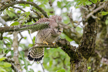 Turmfalke (Falco tinnunculus) flügger Jungvogel