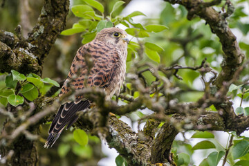 Turmfalke (Falco tinnunculus) flügger Jungvogel
