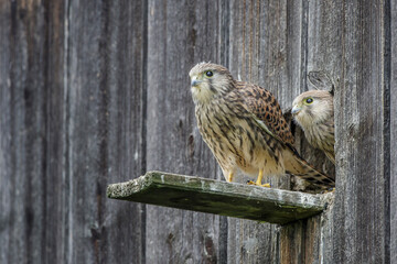 Turmfalke (Falco tinnunculus) flügge Jungvögel am Nistkasten