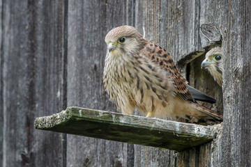 Turmfalke (Falco tinnunculus) flügger Jungvogel am Nistkasten