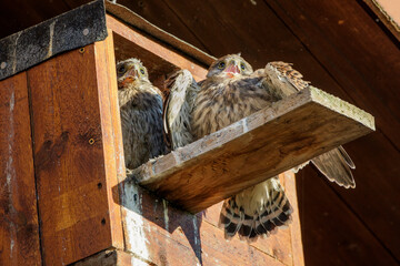 Turmfalke (Falco tinnunculus) Jungvögel an Nistkasten