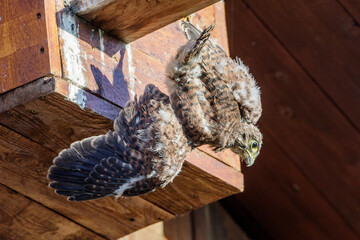 Turmfalke (Falco tinnunculus) Jungvogel stürzt ab