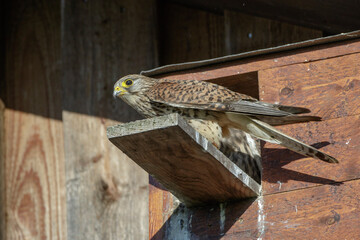 Turmfalke (Falco tinnunculus) Weibchen am Nistkasten