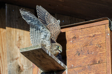 Turmfalke (Falco tinnunculus) Jungvogel am Nistkasten
