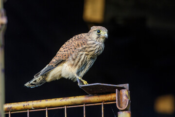 Turmfalke (Falco tinnunculus) Jungvogel nach dem Ausfliegen