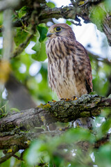 Turmfalke (Falco tinnunculus) Jungvogel nach dem Ausfliegen