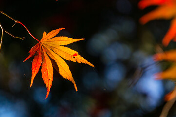 朝の光に輝く高尾山のイロハモミジ