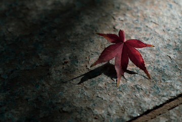 石畳の上にひっそりと存在するイロハモミジ