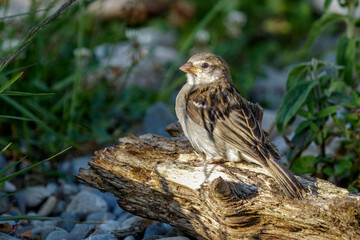 Haussperling (Passer domesticus) Jungvogel