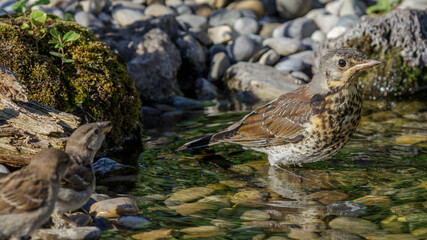 Wacholderdrossel (Turdus pilaris) Jungvogel