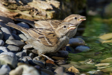 Haussperling (Passer domesticus) Jungvogel
