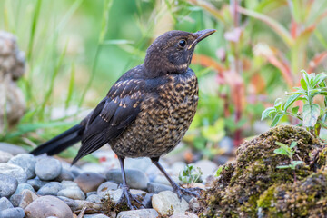 Amsel (Turdus merula) Jungvogel