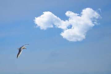 Möwe am herbstlichen Ostsee Himmel 