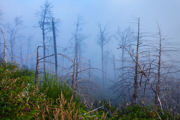Dead forest in mist landscape, Madeira