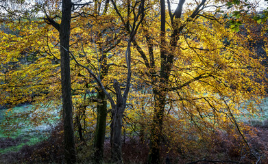 Trees, Gelnn, Maich Water, Lochwinnoch, Renfrewshire, Scotland