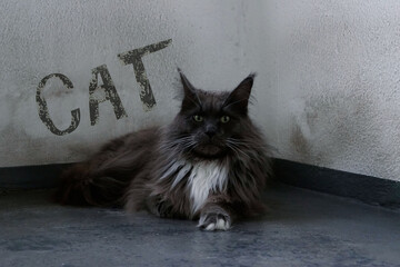 Katze, 
Maine Coon, Haustier
