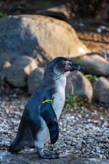 フンボルトペンギン