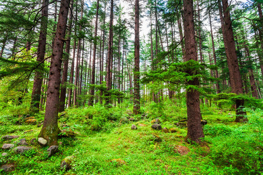 Deodar trees, Manali Nature Park, India
